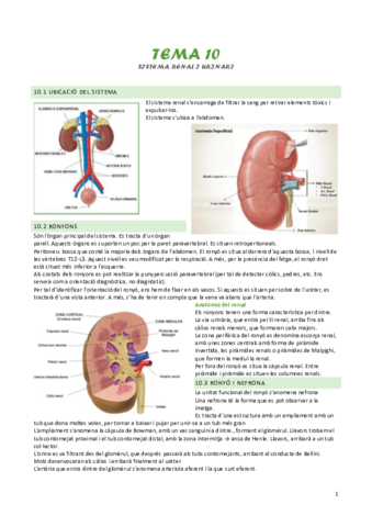 tema-10-sistema-renal-i-urinari.pdf