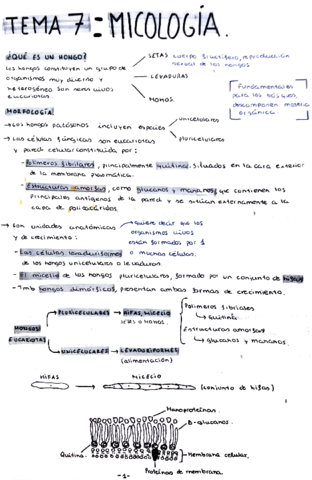MICOLOGIAtema-7.pdf