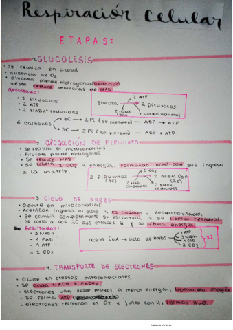 respiracion-celular-.pdf