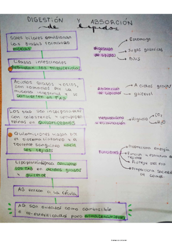 digestion-lipidos.pdf