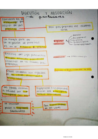 digestion-proteinas.pdf