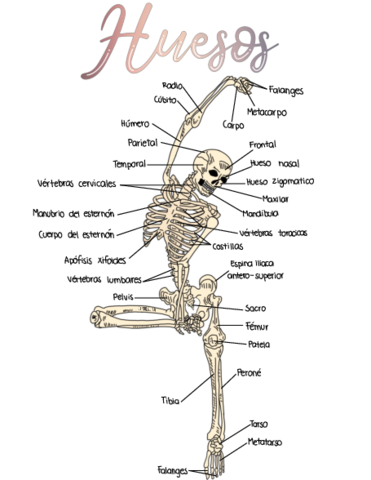 Huesos.pdf
