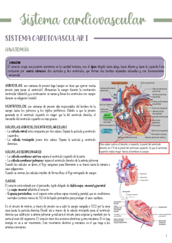 T3-Sistema-cardiovascular.pdf