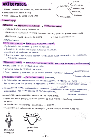 ARTROPODOS.pdf