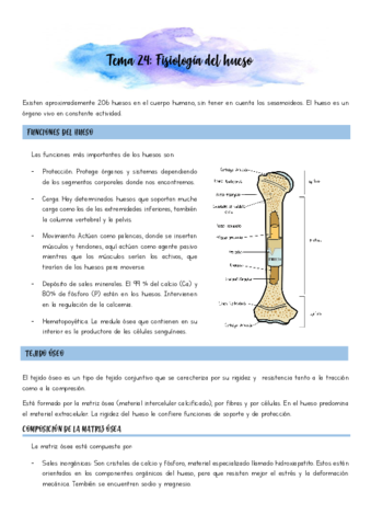 Fisiologia-osea.pdf