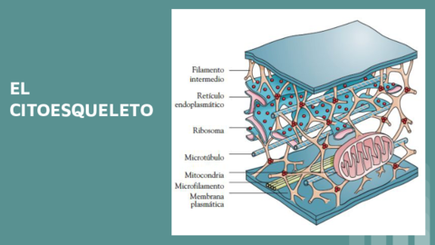 CITOESQUELETO.pdf