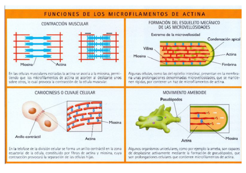 Tabla-microfilamentos.pdf