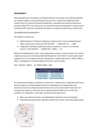 Catabolismo-2.pdf