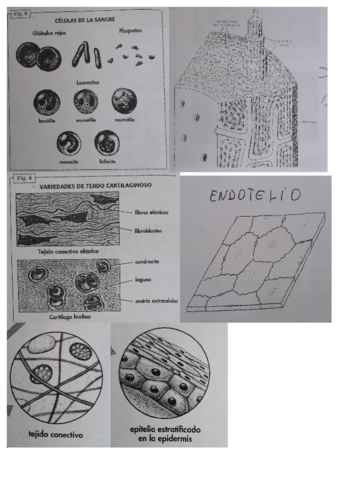 Histologia-imagenes.pdf