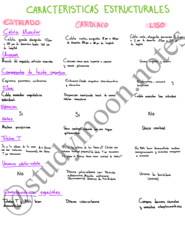 Sistema-Circulatorio-musculo.pdf