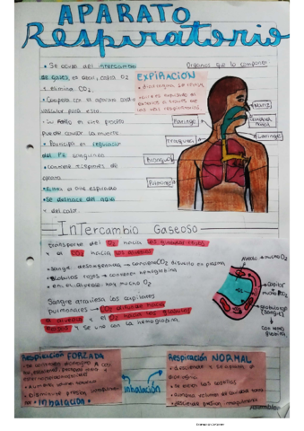 aparato-respiratorio.pdf