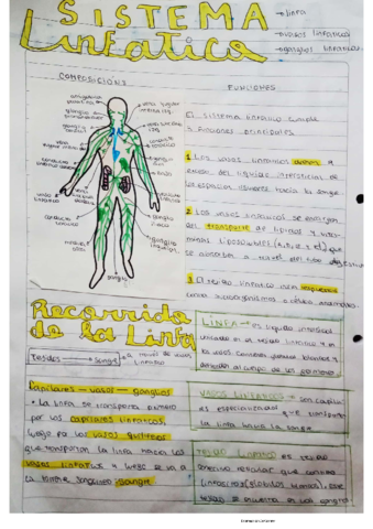 linfatico.pdf