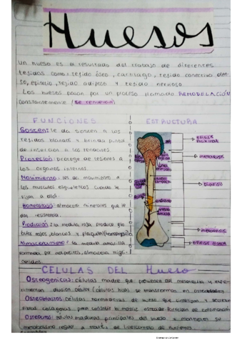 huesos.pdf