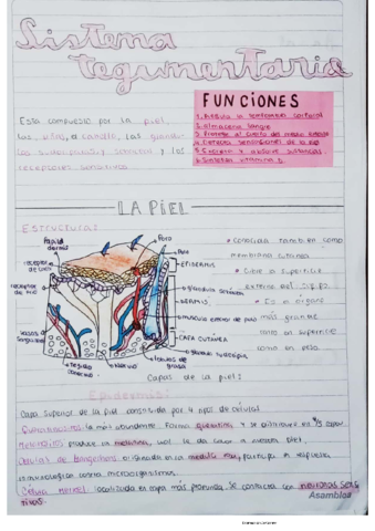 sistema-tegumentario-.pdf