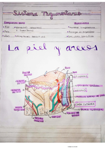 aparatos-y-sistemas-celula--generalidades-anatomicas-etc.pdf