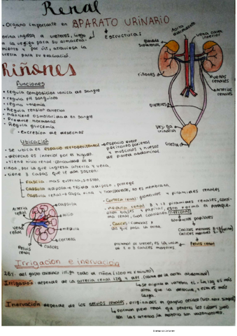 Renal.pdf