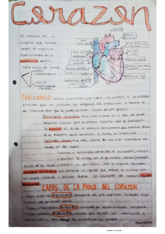 cardiovascular-.pdf