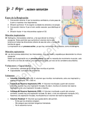 Tp-3-Mecanica-Ventilatoria.pdf
