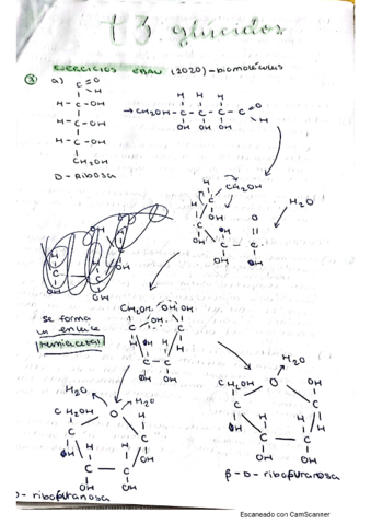 t3glucidos.pdf