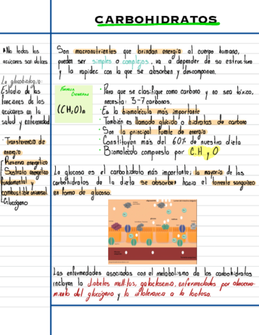 CARBOHIDRATOS-.pdf