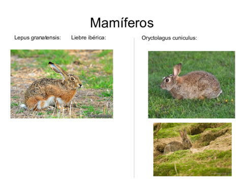 reconocimiento-mamiferos.pdf