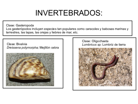 reconocimiento-invertebrados.pdf
