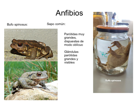 reconocimiento-anfibios.pdf