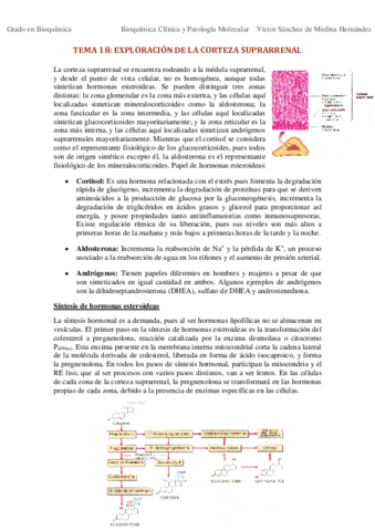 Tema 18. Exploración bioquímica de la corteza suprarrenal VSM.pdf