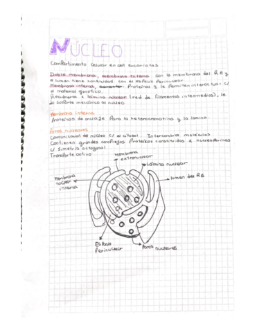 1-nucleo.pdf