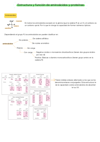 Estructura-y-funcion-de-aminoacidos-y-proteinas.pdf