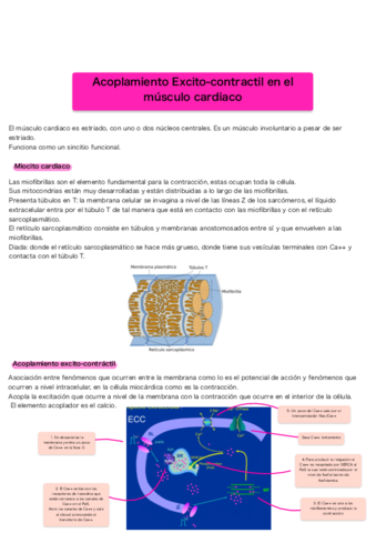 Acoplamiento-excito-contractil-y-mecanica-muscular.pdf