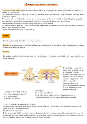 Sinapsis-y-union-neuromuscular.pdf