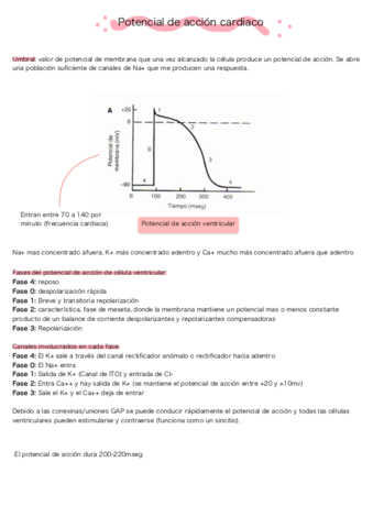 Potencial-de-accion-cardiaco.pdf