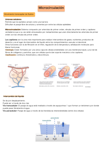 Microcirculacion.pdf