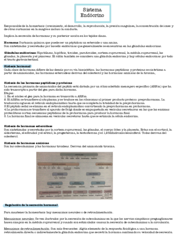 Sistema-endocrino.pdf