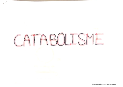 esquema-metabolisme.pdf