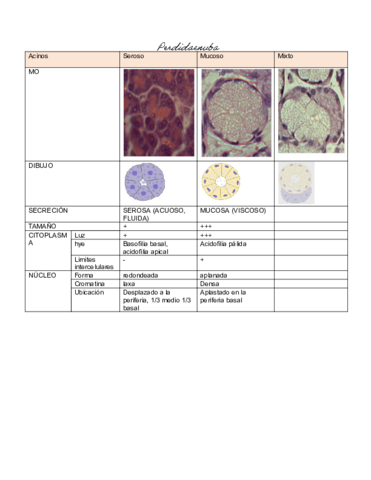 EPITELIALCUADRO.pdf