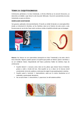 TEMA-19-Esquistosomosis.pdf