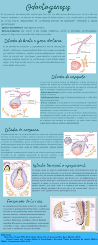 Infografia-Odontogenesis.pdf