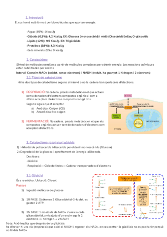 T2-El-catabolisme.pdf