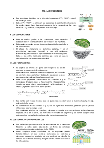 T16-BQ-La-Fotosintesis.pdf