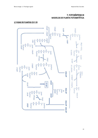 T7-FV-La-Fotosintesis-III.pdf