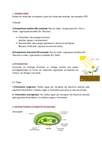 T3-Anabolisme-autotrof.pdf