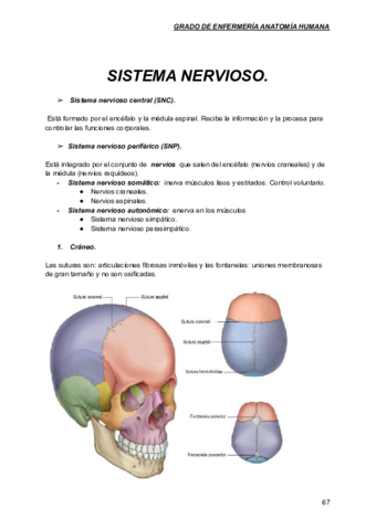 SISTEMA-NERVIOSO-tema-5.pdf