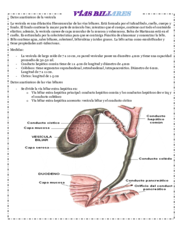 VIAS-BILIARES.pdf