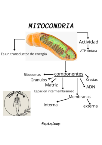 mitocondria.pdf