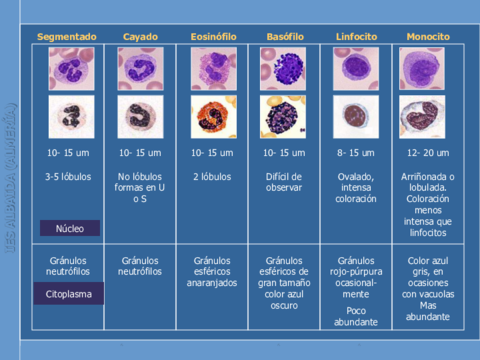 PresentacionHEMARA1OBSERVA21461e3ce69da1d91f9fb13e544a5964.pdf