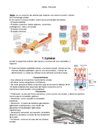 TEJIDOS-CORPORALES.pdf
