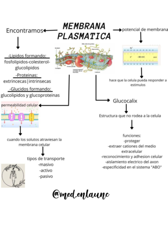 membrana-plasmatica-componentes.pdf