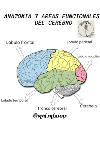 anatomia-y-areas-funcionales-del-cerebro.pdf